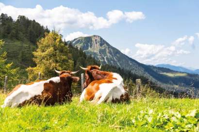 2_unterrainhof_salzburg_sommerurlaub.jpg