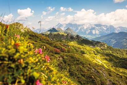 unterrainhof_salzburg_fruehlingsauszeit_blumenwiese.jpg