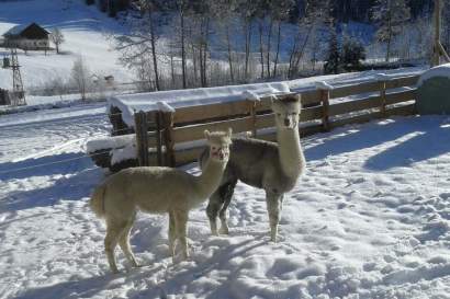 04_unterainhof_viehhauser_alpakas-im-schnee.jpg