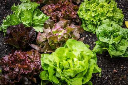 01_unterrainhof_bauerngarten_salat.jpg