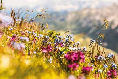 unterrainhof_salzburg_fruehlingsauszeit_blumen.jpg